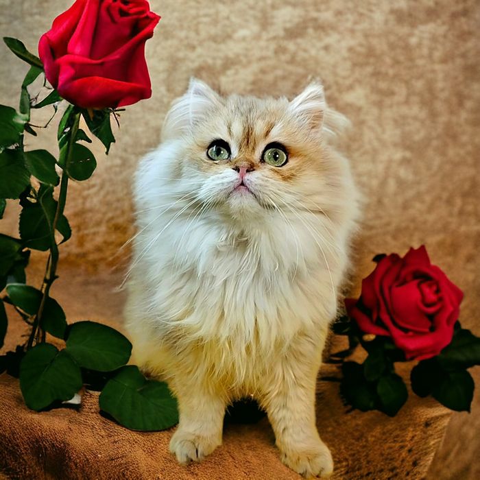 Шикарный Котофей ждёт свою семью