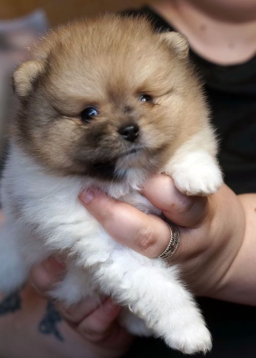 Lulu de Pomerania