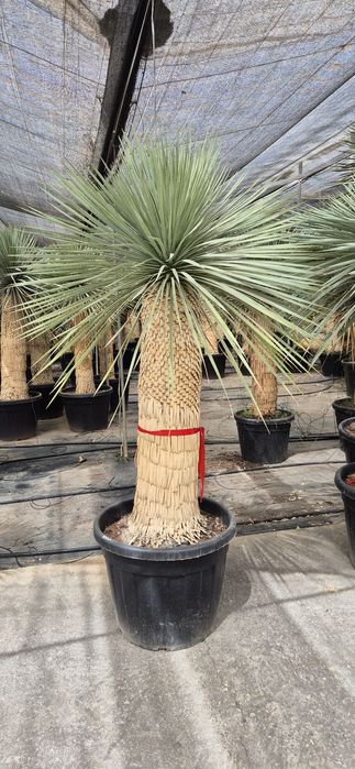 Yucca rostrata.  Palma mrozoodporna.  Juka. Trachycarpus fortunei