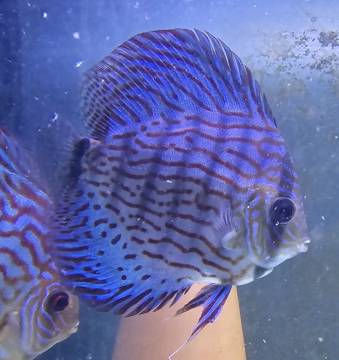 Pack 5 discus  150€