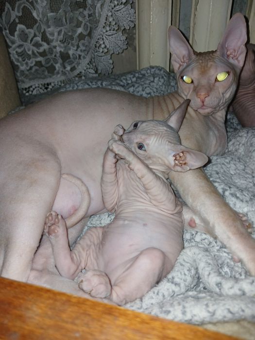 Донской сфинкс 2 місяці