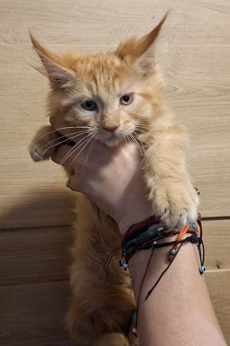 Kotka  maine coon.  Częstochowa