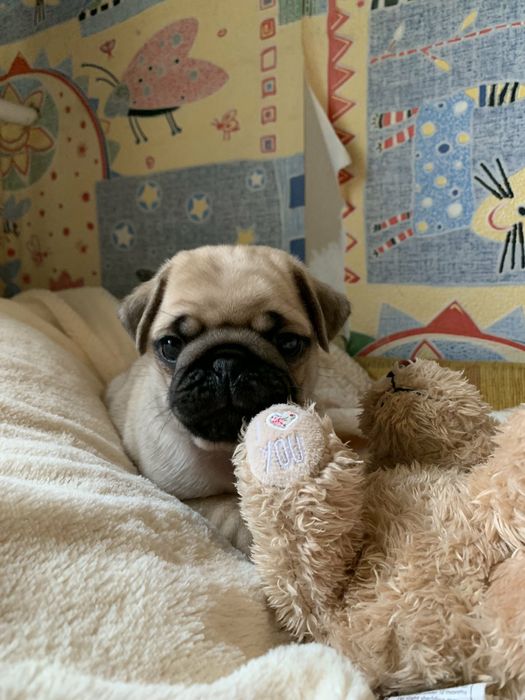 Бомбезні мопсики