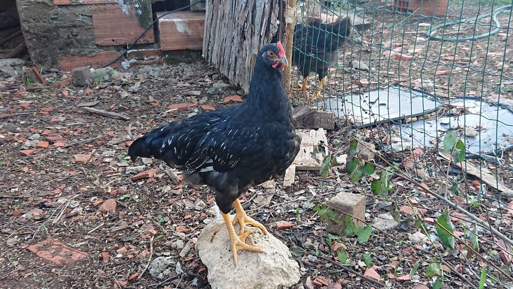 Galos Barnevelder preto