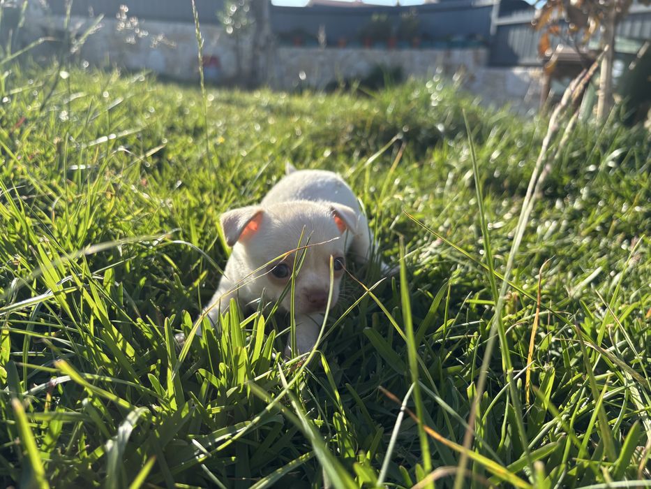 Chihuahua miniatura