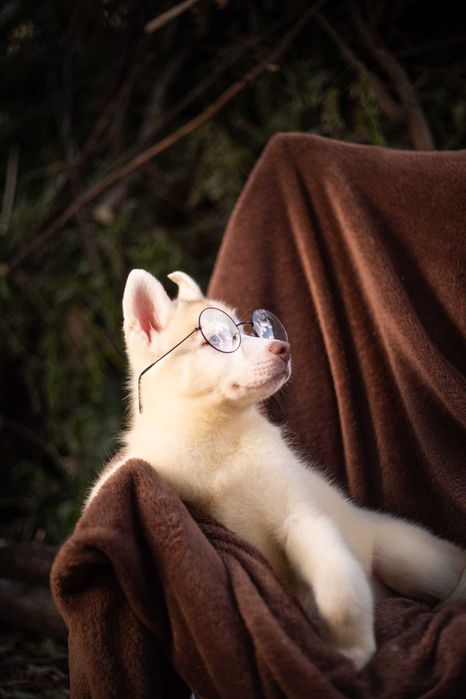 Цуценя хаскі / щенок хаски