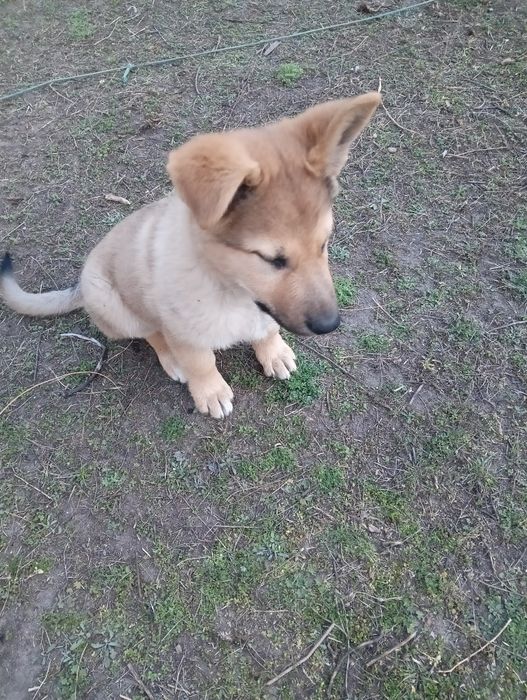 Отдам щенка в добрые руки.