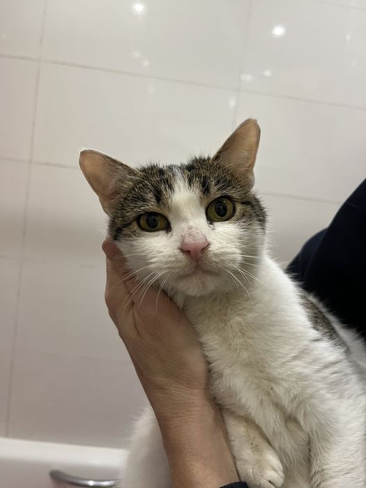 Кицюня Зая 1,5 рочки стерилізована