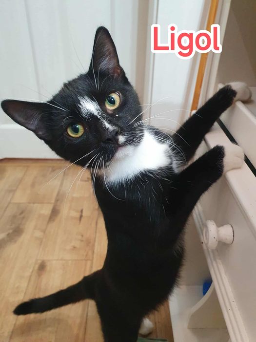 Idared i Ligol kociak do adopcji