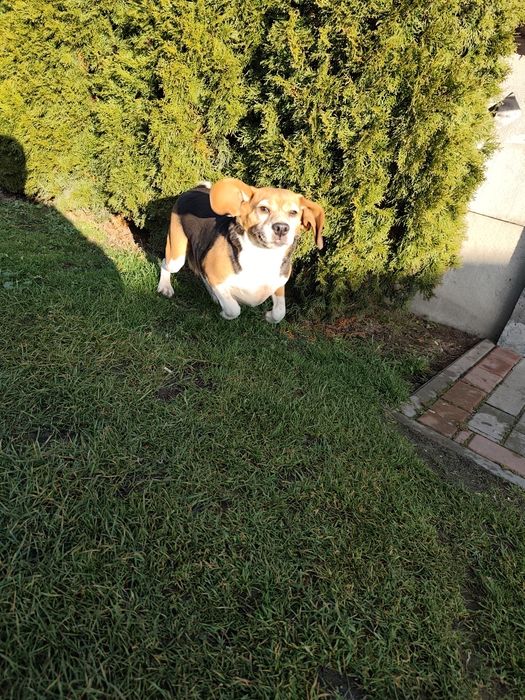 Oddam (suczka Beagle )