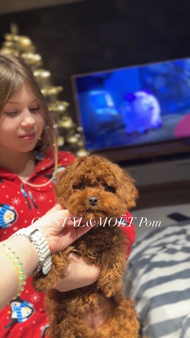 Кукольная,babyface,Китайская Девочка Кавапу(мальтипу)окрас,редбраун