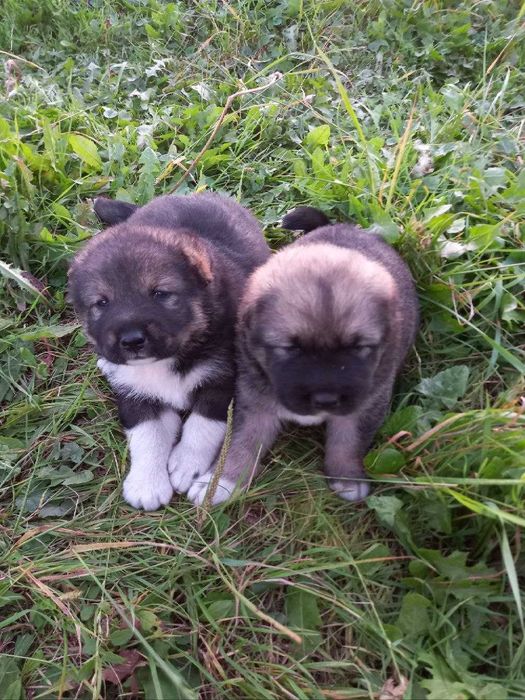 Кавказька вівчарка.Продаються.