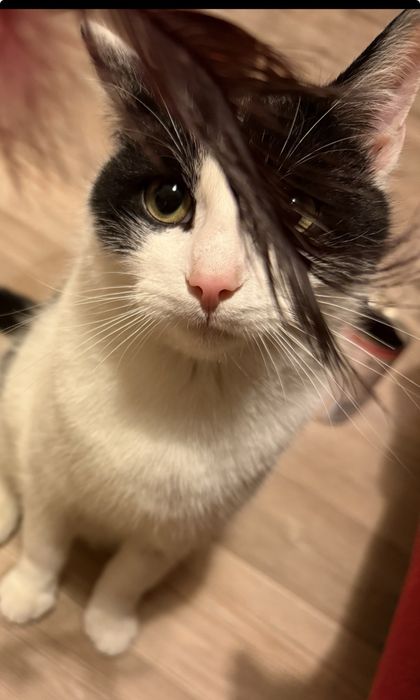 Kocurek Kubuś do adopcji