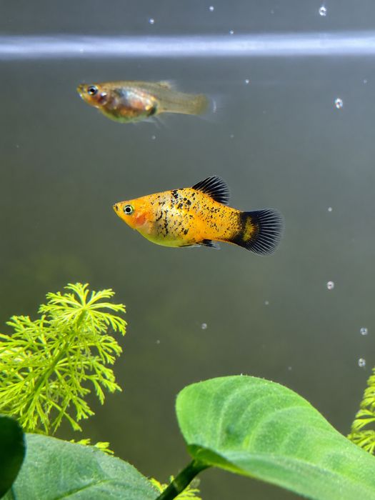 Platys juvenis disponíveis