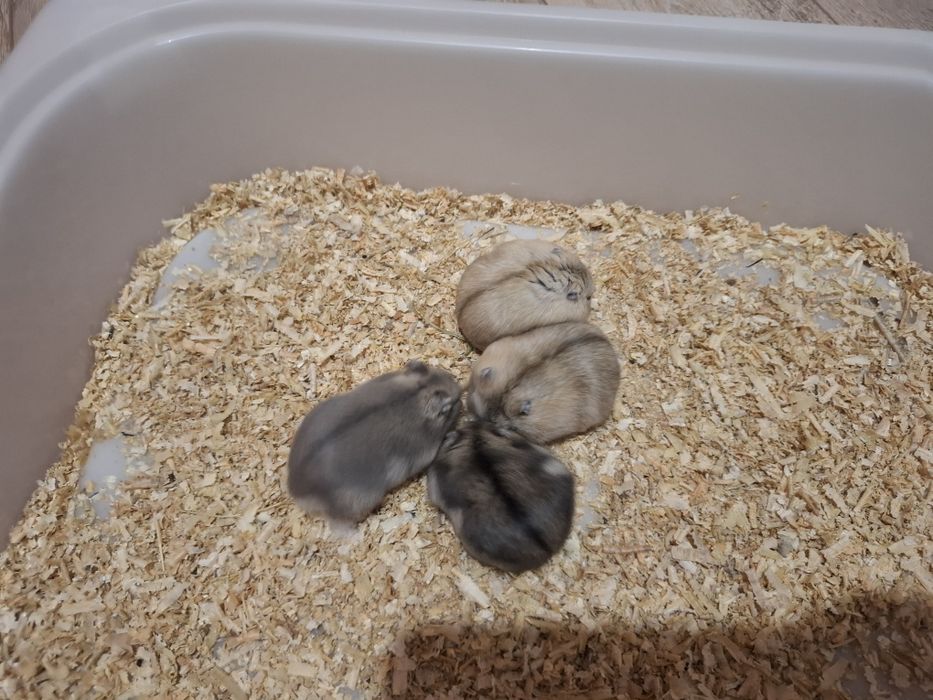 Chomik dżungarski chomiki dżungarskie młodziutkie