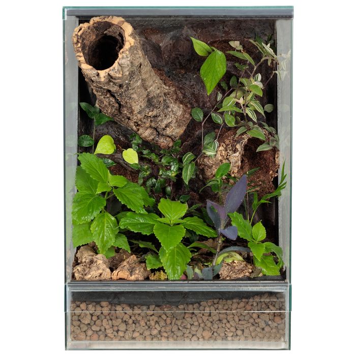 Gekon terrarium tropikalne