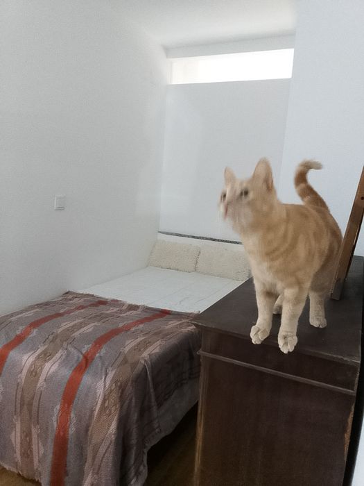 Cuidadora de gatos em domicílio