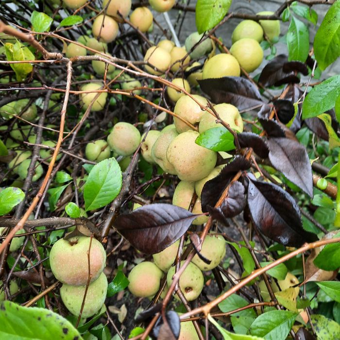 Nasiona pigwowca na nalewkę 0,25 dkg. Negocjacja ceny.