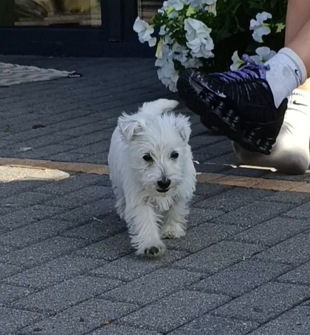 Suczka West highland white terrier PASZPORT