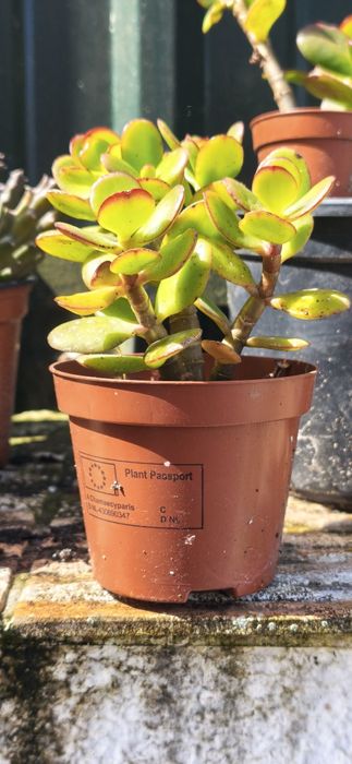 Suculenta (Planta Jade)   "Crassula ovata"