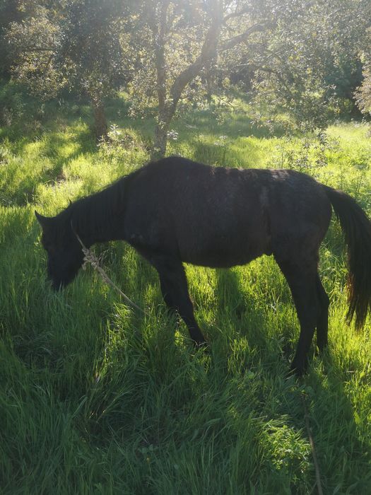 Poldro mustang com 1 ano