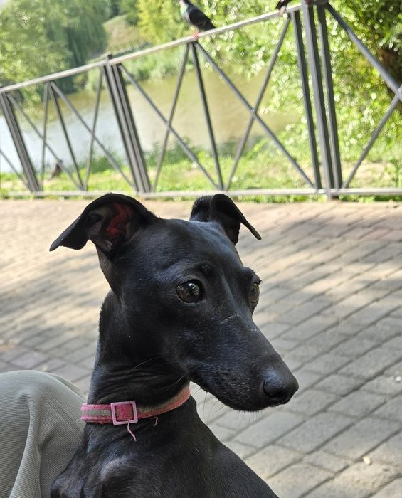 Щенки левретки,черного окраса,девочки.