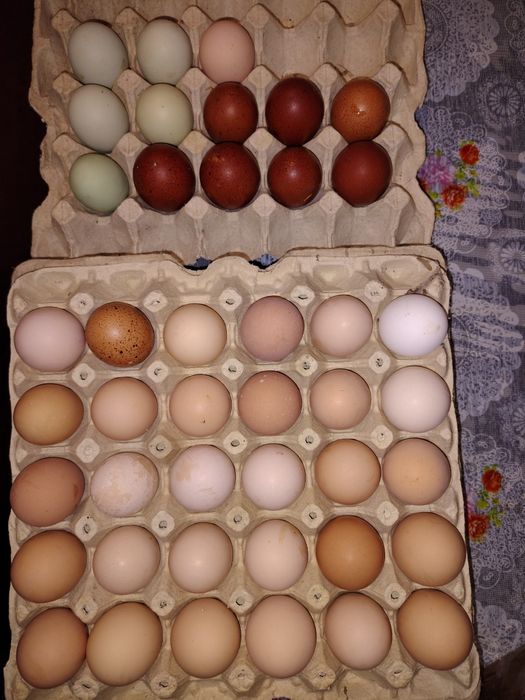 Продам інкубаційні яйця