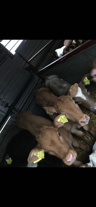 Sprzedam cielęta polskie transport gratis