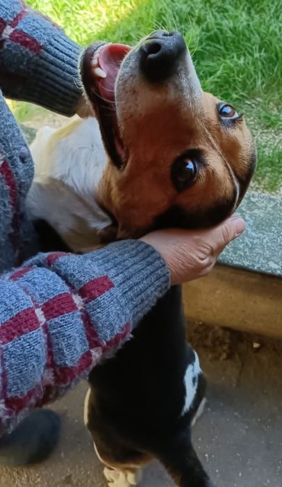 Pirata- cão cruzado de Beagle de porte médio para adoção