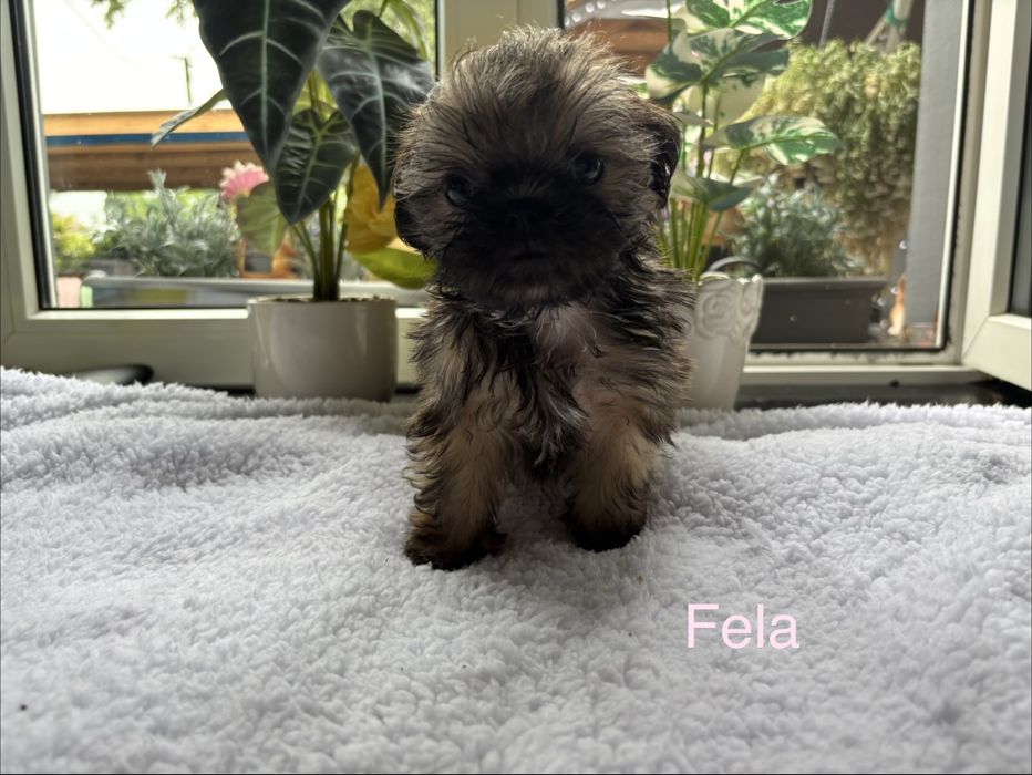 Sprzedam Piękną Suczke Rasy Shih Tzu!