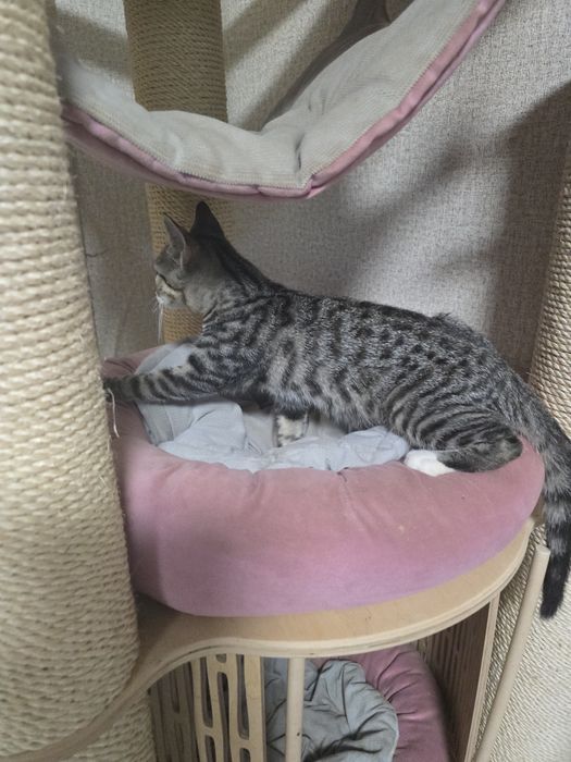 Кошеня хлопчик Алтайска кішка.