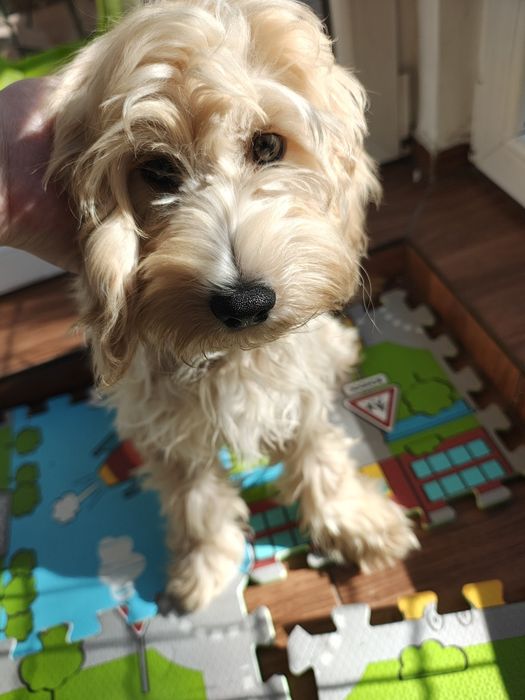 Piesek cockapoo 6 miesięcy