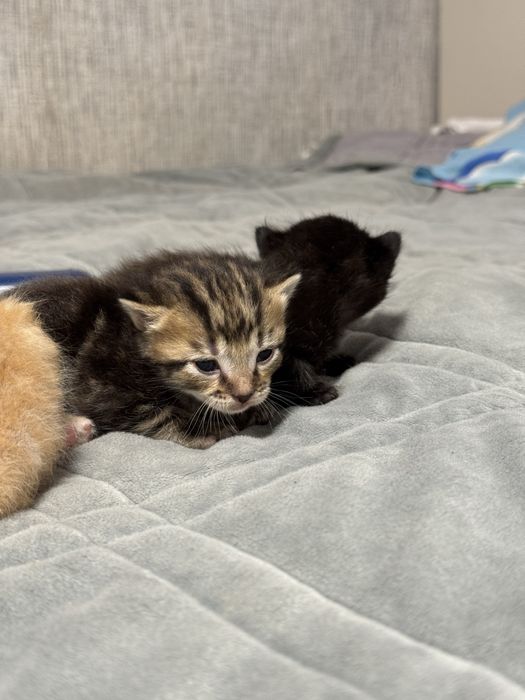 Котятки ищут дом