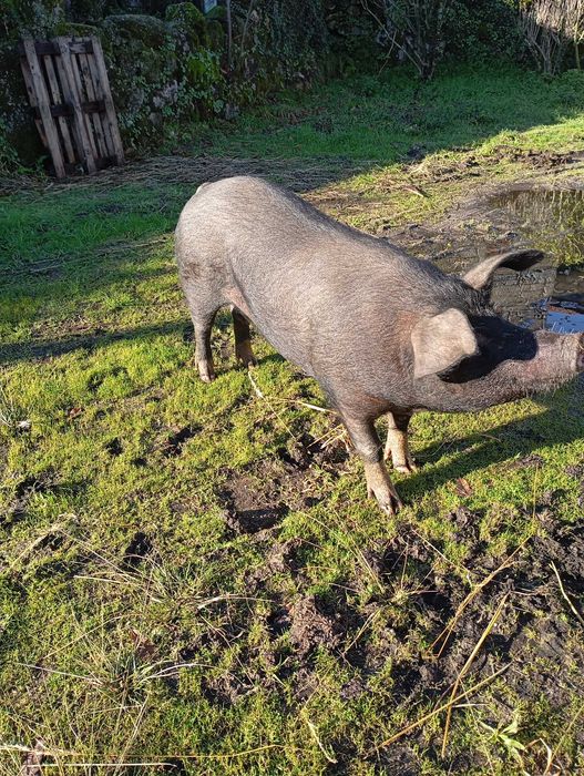Porca para venda