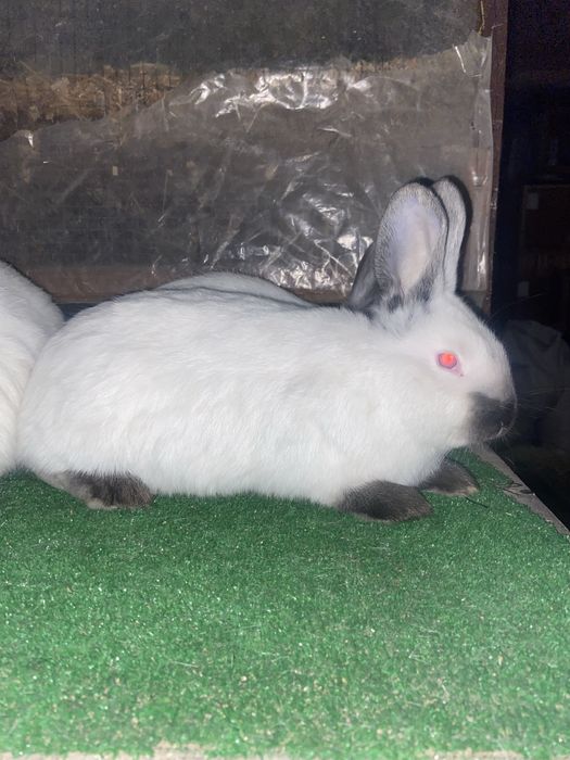 Самці каліфорнія