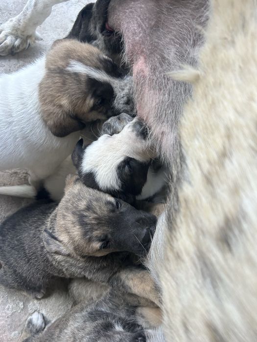 Cachorros para adopção