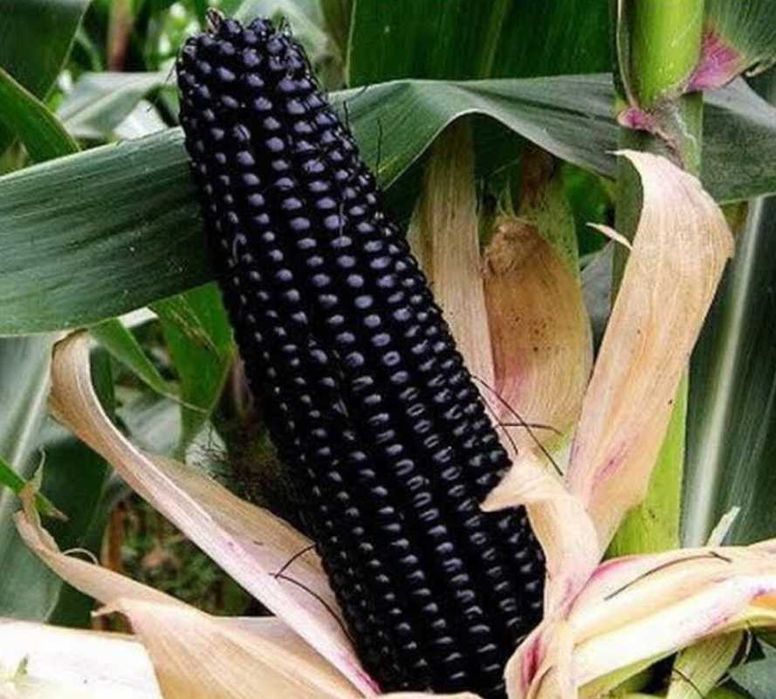 Czarna kukurydza BLACK CORN