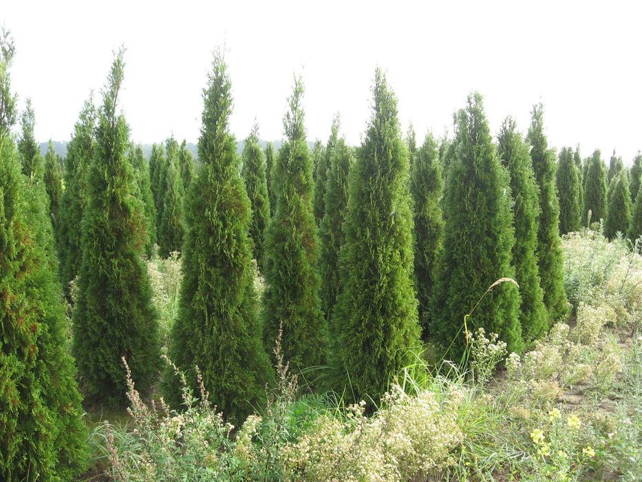 THUJA TUJA Szmaragd na żywopłot do 220cm PROMOCJA