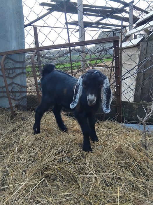 Козочка нубо-каморі