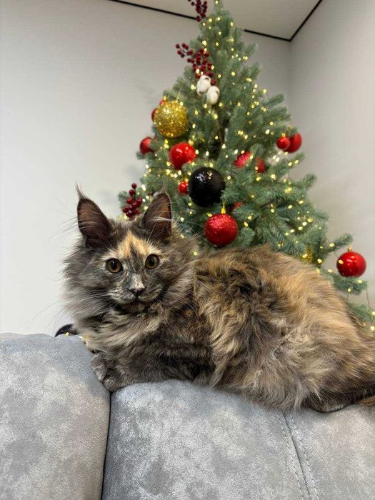 Кішечка мейн кун зі всіма документами WCF щепленнями та доставкою