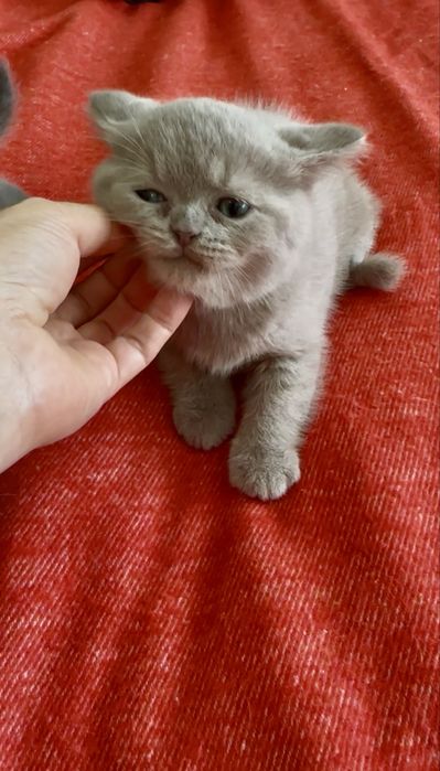 Gatinho Scottich Straight lilac