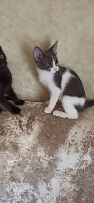 Котята в поисках дома!