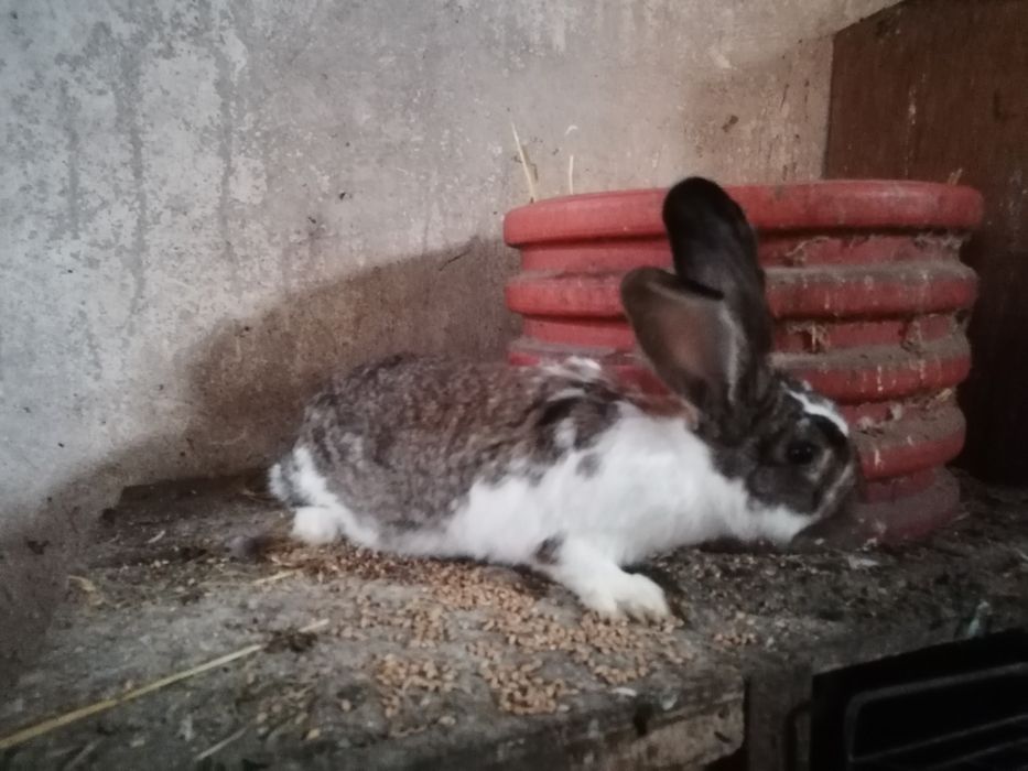 Sprzedam młoda samice