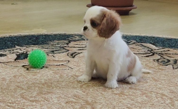 Щенки Кавалер Кинг Чарльз спаниель.