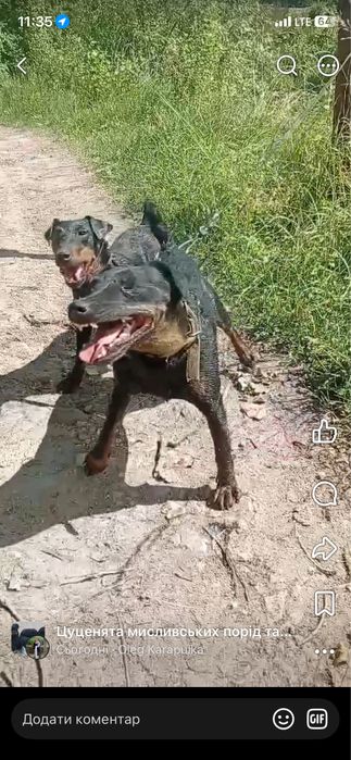 Цуцики ягтерєра