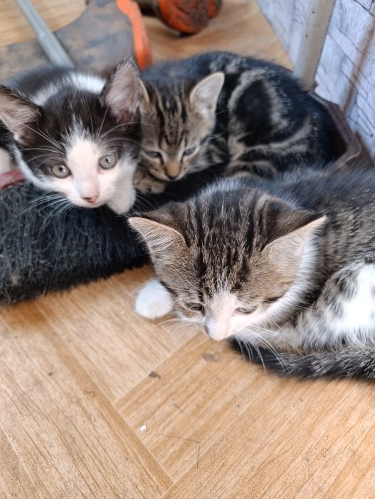 Віддам кошенят безкоштовно