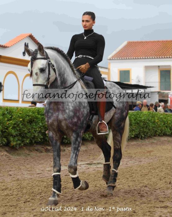 Lusitano 10 anos 1.58 arranjado