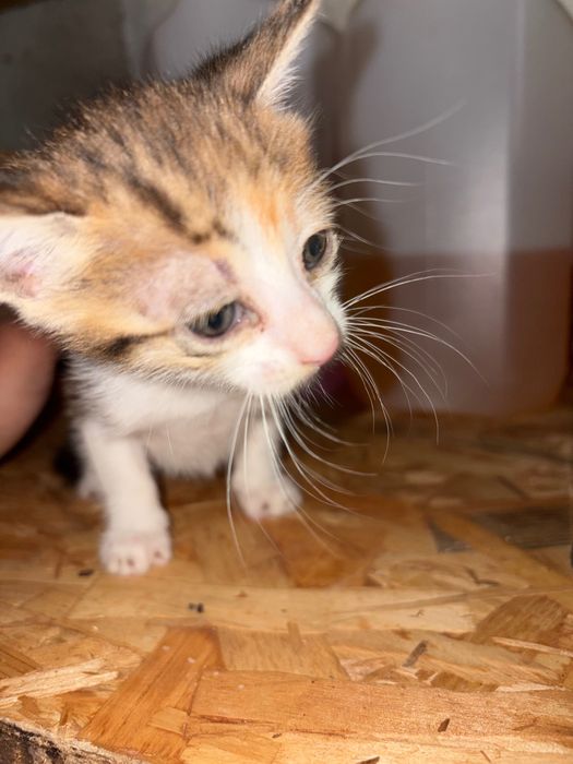 Gatos para adoção