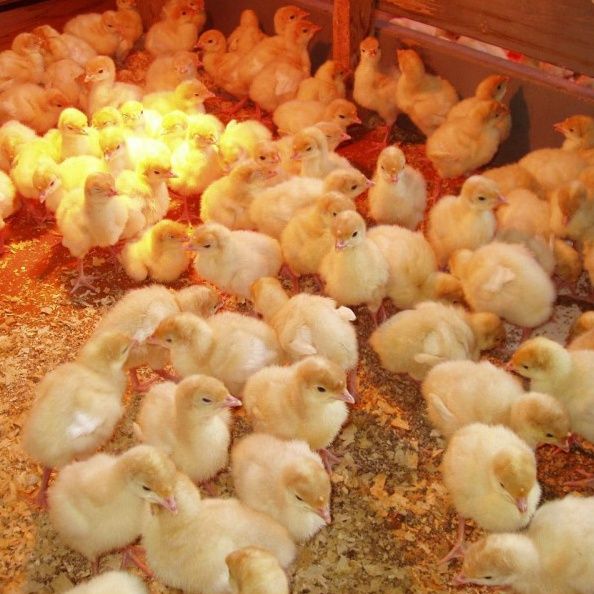 Інкубаційні яйця