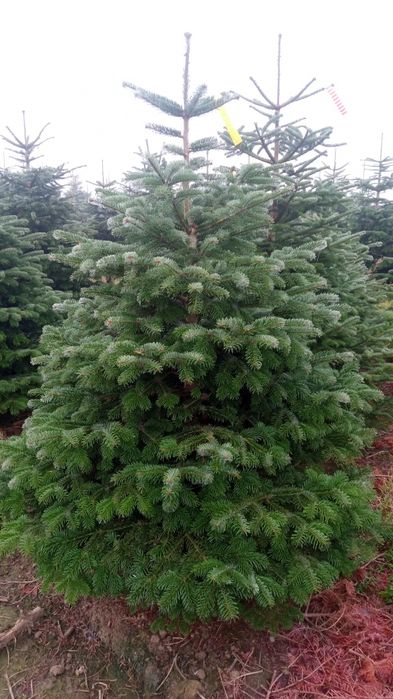 Choinki jodła kaukaska gałęzie